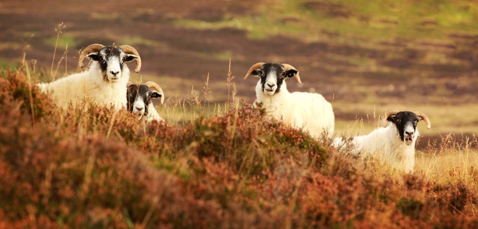 Four,Curious,Black,Face,Sheep,In,The,Cairngorms,,Scotland