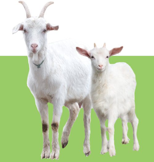 Goats